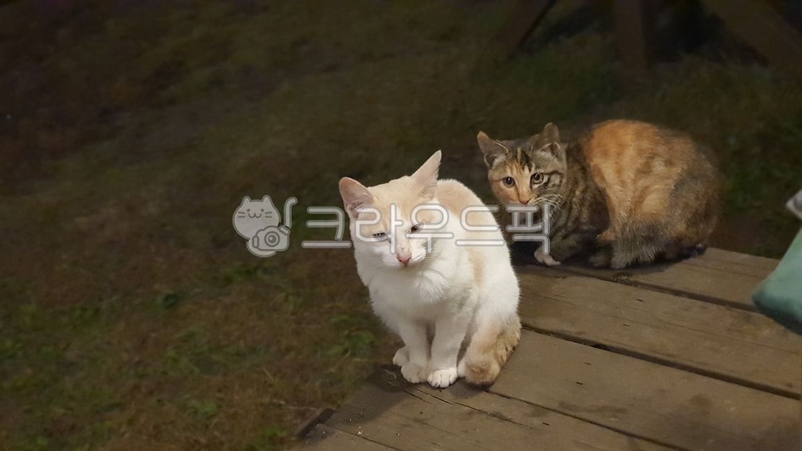 nature,deck,sitting cat,two,Pets,stray cat,grass,white cat,cat,nose short,animal,mammalia,pet