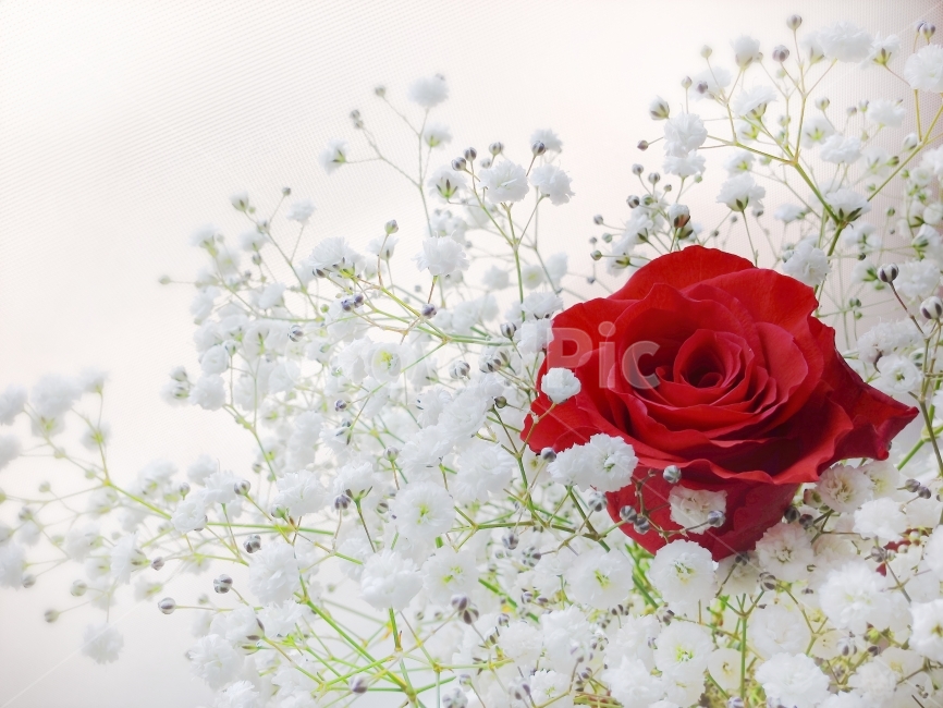 장미,rose,꽃다발,꽃,flower,안개꽃,붉은장미,빨강,red,레드,식물,자연,plants,nature,꽃,flower,기념일,축하,anniversary,congratulation,celebrate,celebration
