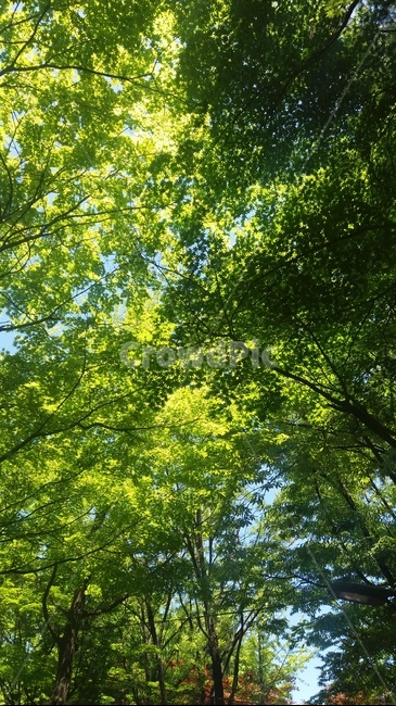 나무,자연,초록,푸른,빛,햇빛,여름