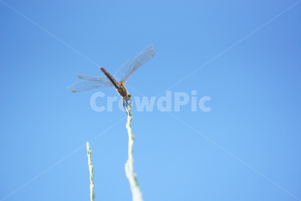 잠자리,곤충,animal,날개,가을하늘,곤충,벌레,insect,bug