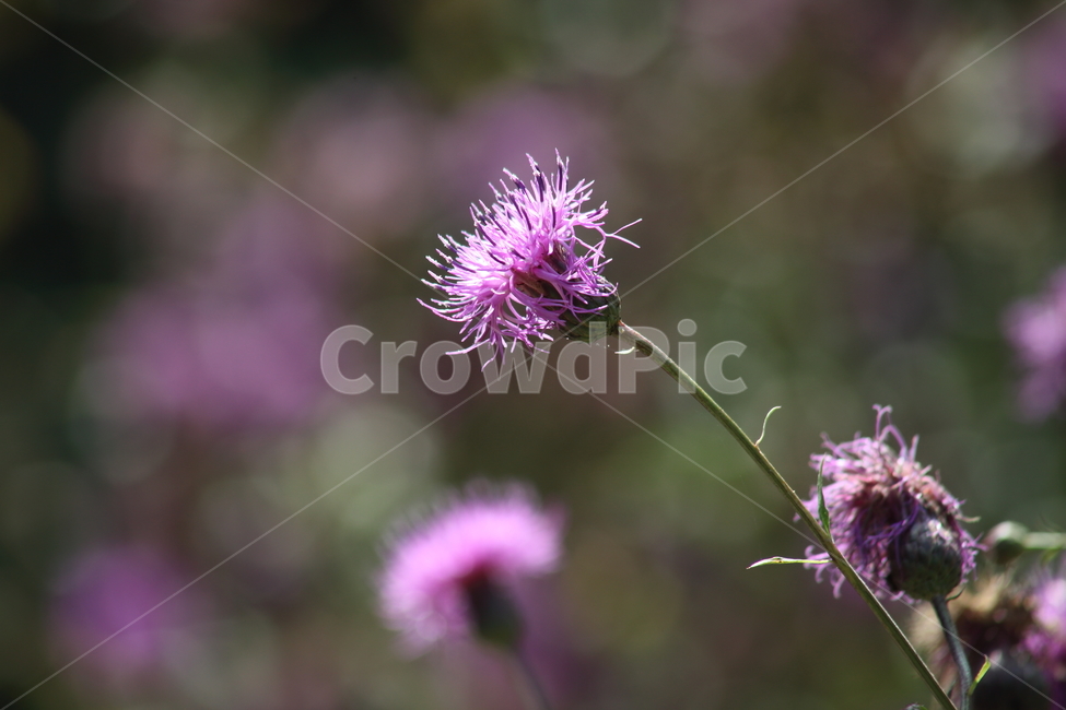 산비장이,큰산나물,mountaincoronatesawwort,flower,blossom,식물,자연,plants,nature,꽃,flower