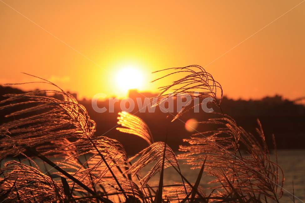 석양,갈대,억새,sunset,reed,가을,계절,fall,autumn,season,plant,식물,grass,잔디,lawn