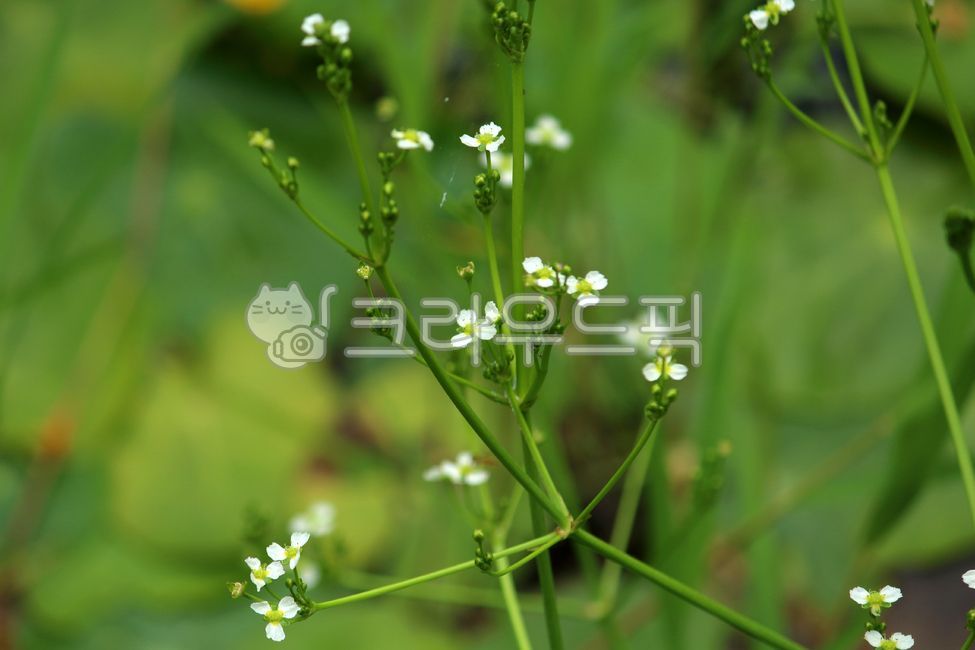 plant,flower,Plantain Taxi