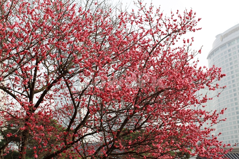 서울,봉은사,삼성역봉은사,홍매화,꽃,봄,봄,계절,spring,season,식물,자연,plants,nature,꽃,flower,plant