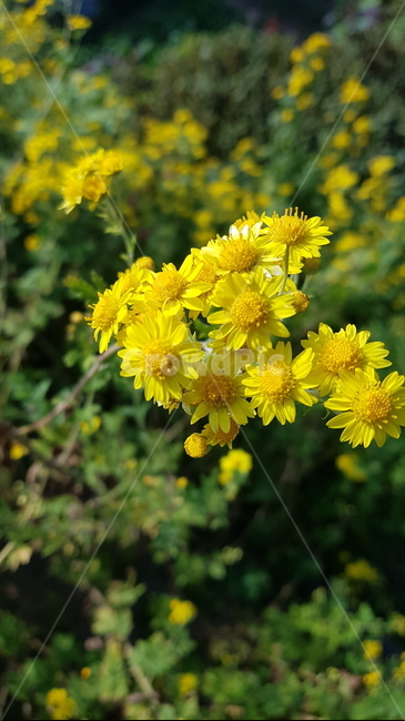 plant,식물,flower,꽃,blossom,노랑,국화,가을