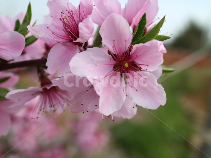 복숭아꽃,봄,자연,plant,식물,blossom,flower,꽃,도화,분홍,pink