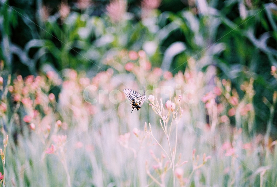 나비,여름,자연,시골,호랑나비,식물,자연,plants,nature,꽃,flower,동물,animal,곤충,벌레,insect,bug,감성,sensible,feeling