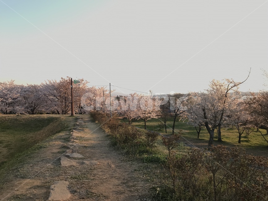 벚꽃,시골길,나무,풍경,꽃놀이,봄,계절,spring,season,자연,풍경,nature,landscape,dirt road,흙길,gravel,자갈,road,도로,ground,바닥,plant,식물