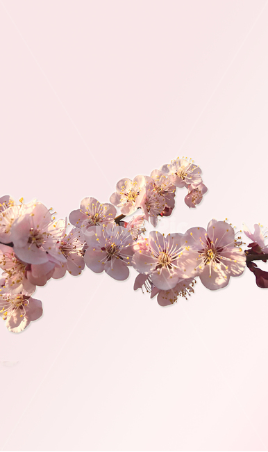 벚꽃,꽃,봄,플라워,블라썸,봄꽃나무,벚꽃나무,blossom,flower,spring,식물,pink,분홍꽃,핑크,꽃배경,매화,봄배경화면,핑크배경화면