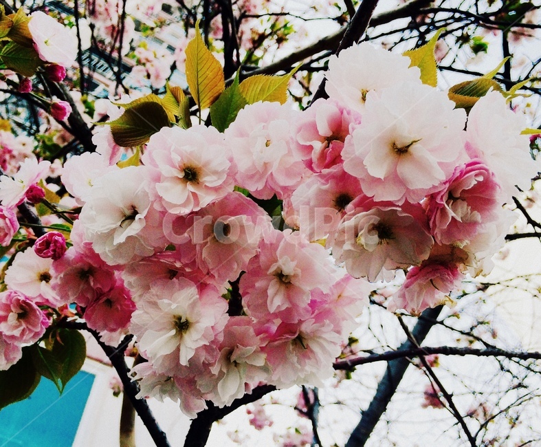 flower,꽃,blossom,cherryblossom,벚꽃,왕벚꽃,핑크벚꽃,핑크꽃,봄날