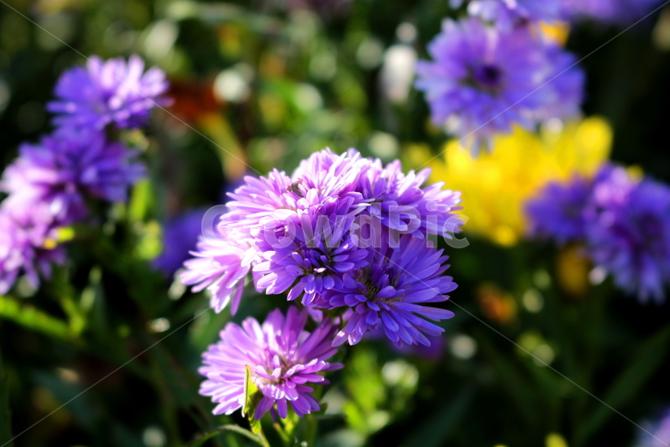 꽃,국화,국화꽃,식물,자연,소국화,야생화,식물,자연,plants,nature,꽃,flower