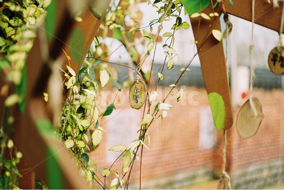 순천만국가정원,순천,겨울,필름카메라,소망,wish,소원,식물,자연,plants,nature