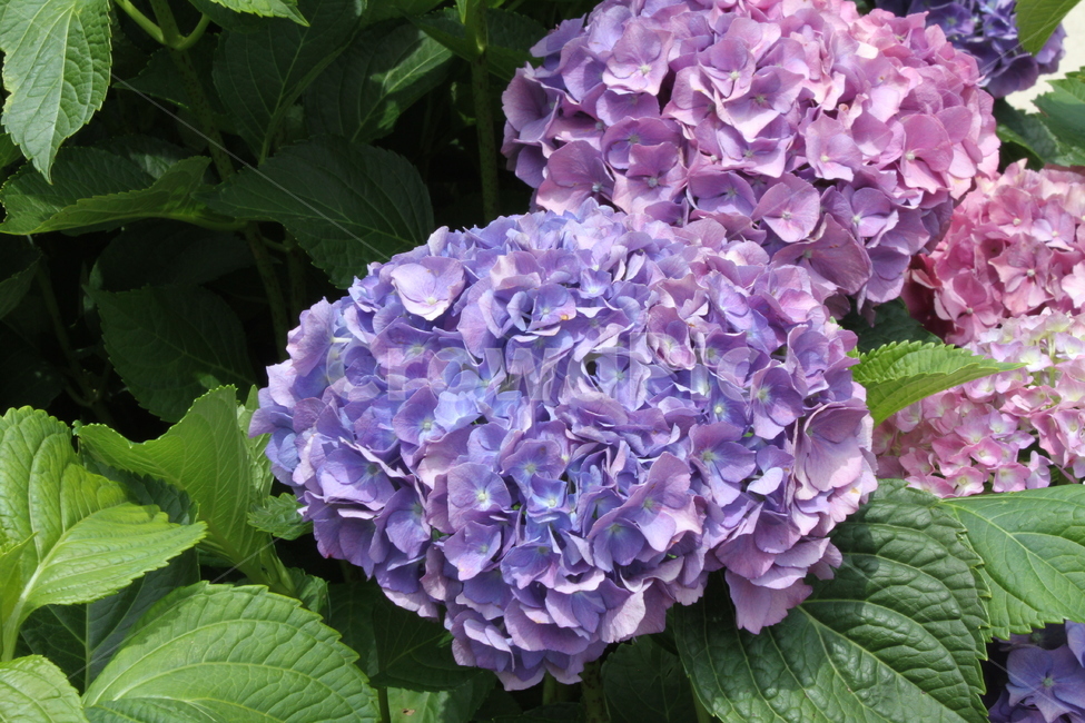 수국,꽃,식물,수국꽃,hydrangea,식물,자연,plants,nature,꽃,flower