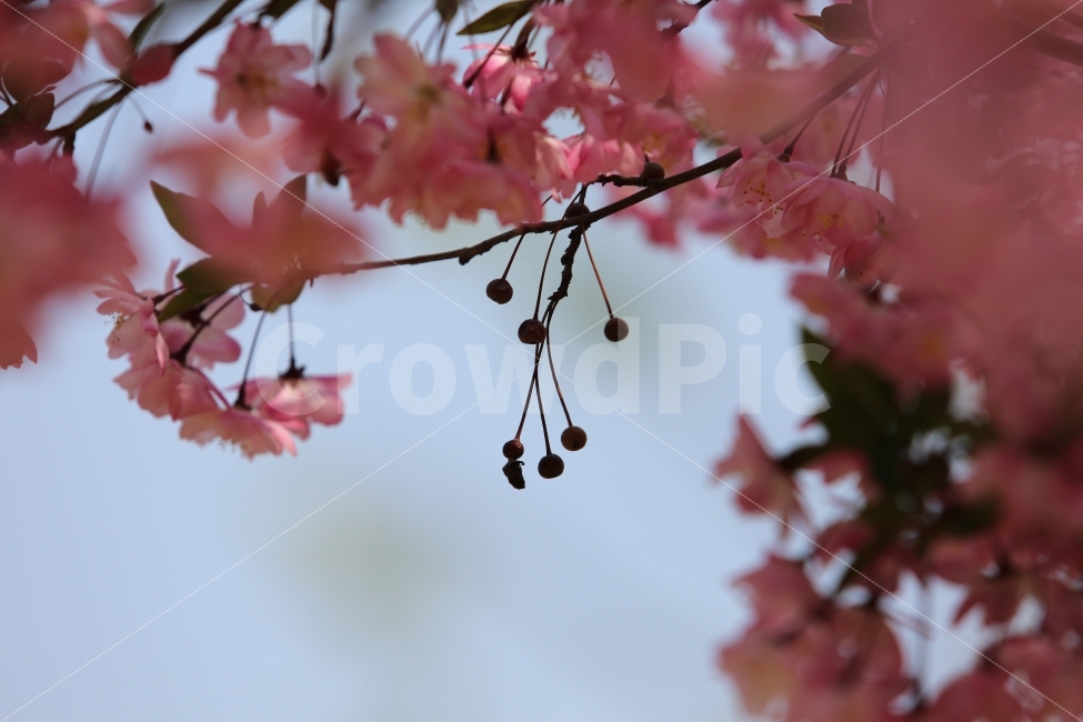 벗꽃,열매,봄,식물,분홍,봄,계절,spring,season,식물,자연,plants,nature,꽃,flower,leaf,잎,plant,tree,나무
