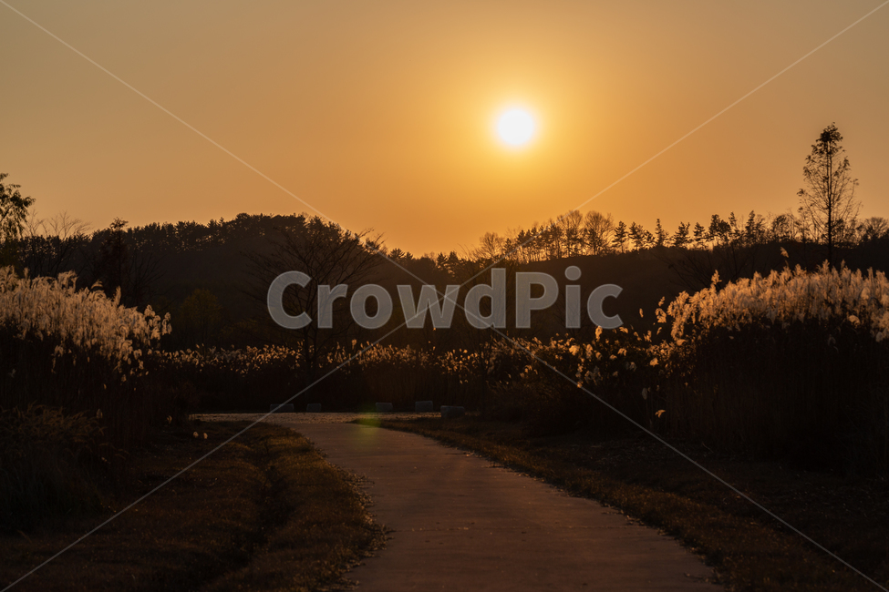 자연,풍경,가을,저녁,석양,억새,가을,계절,fall,autumn,season,자연,풍경,nature,landscape,실루엣,그림자,silhouette,shadow,light,빛,flare,플레어,outdoors,옥외,sunlight,햇빛