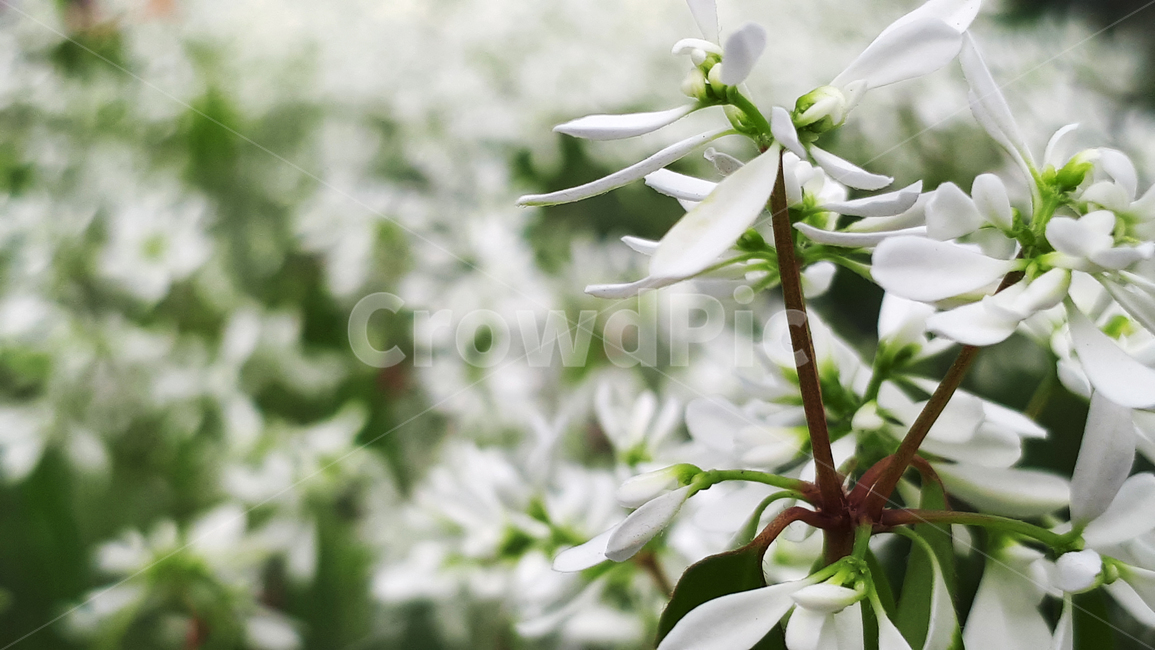 다이아몬드,꽃,plant,식물,봄,flower,식물,자연,plants,nature,꽃,flower
