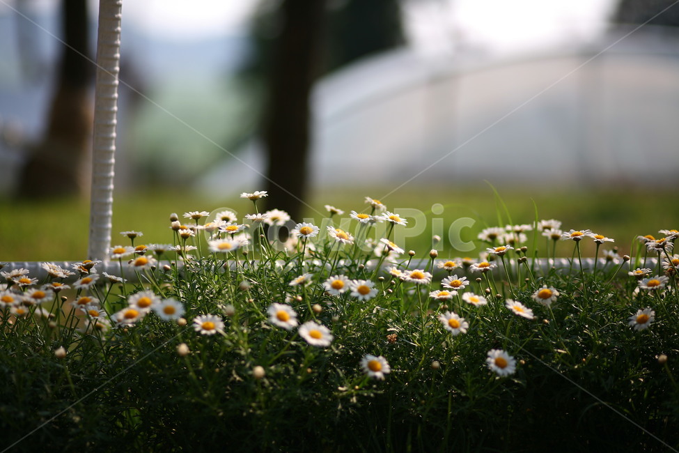 plant,식물,데이지,flower,꽃,blossom