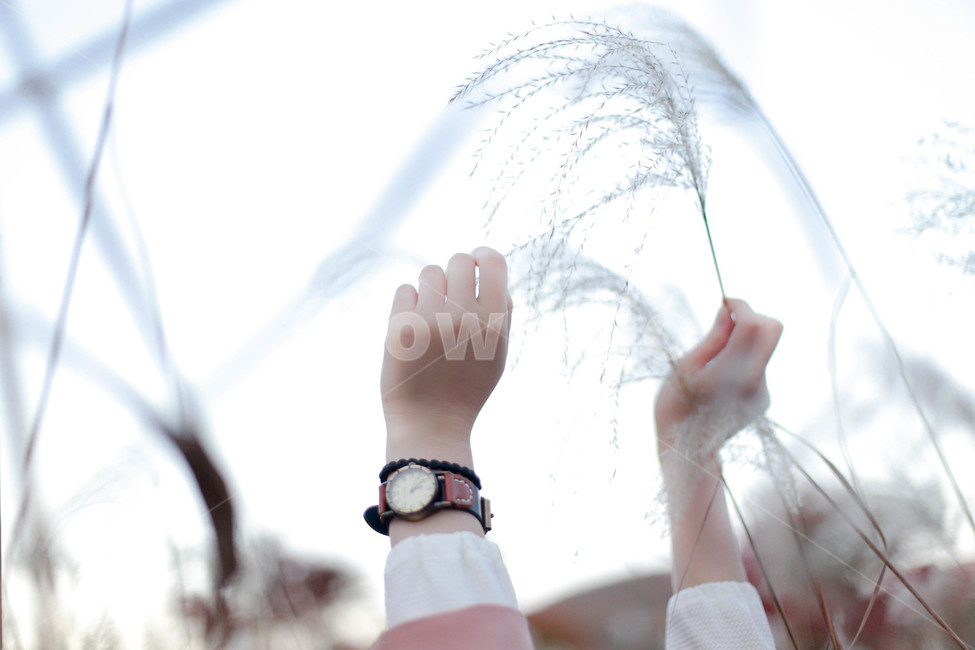 가을,갈대,손,시계,가을하늘,가을,계절,fall,autumn,season,finger,손가락,hand