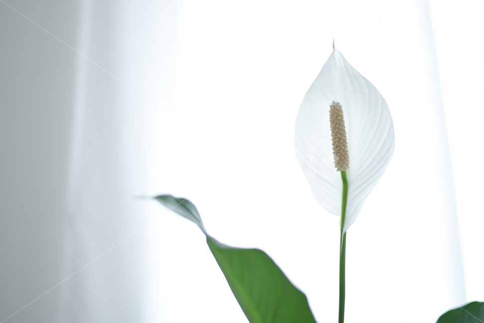 꽃,flower,flowers,스파티필름,spathiphyllum,화이트,하얀꽃,식물,식물,자연,plants,nature,꽃,flower