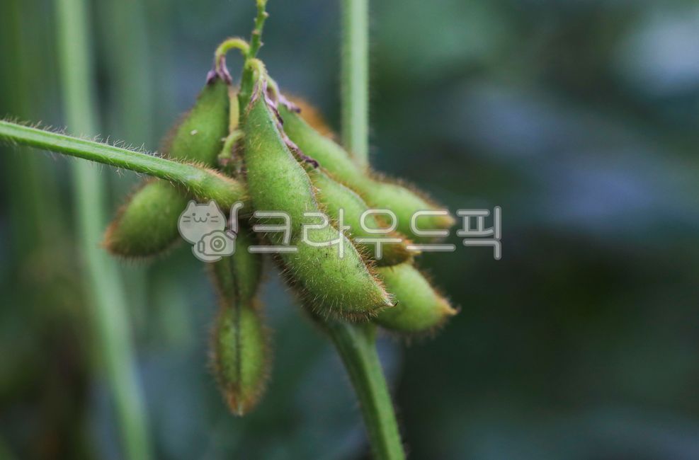 green,pulse,bean pod,soy,vegetable,bean,food,grains