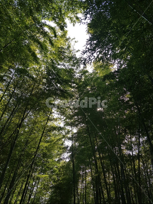 tree,나무,빛,숲,청량,대나무,자연,풍경,nature,landscape,plant,식물,vegetation,초목,light,flare,플레어