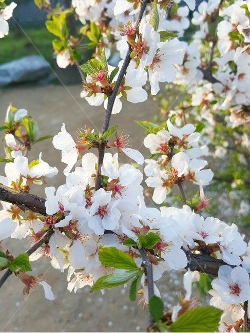 flower,spring,plant,blossom,cherryblossom,fresh,벚꽃,꽃,신선
