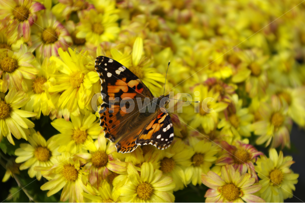 식물,flower,plants,nature,꽃,나비,butterrfly,소국,식물,자연,plants,nature,꽃,flower,동물,animal,곤충,벌레,insect,bug