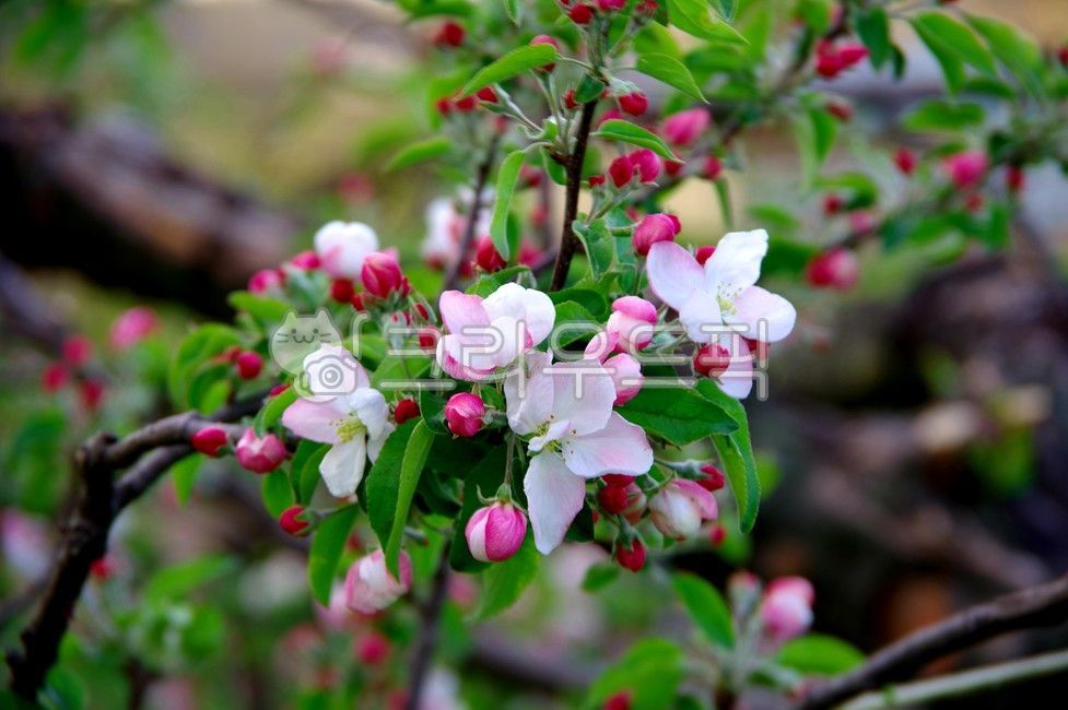 apple blossom,appletree,apple tree,flower