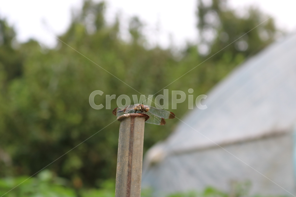 곤충,잠자리,날개,dragonfly,wings,동물,animal,곤충,벌레,insect,bug