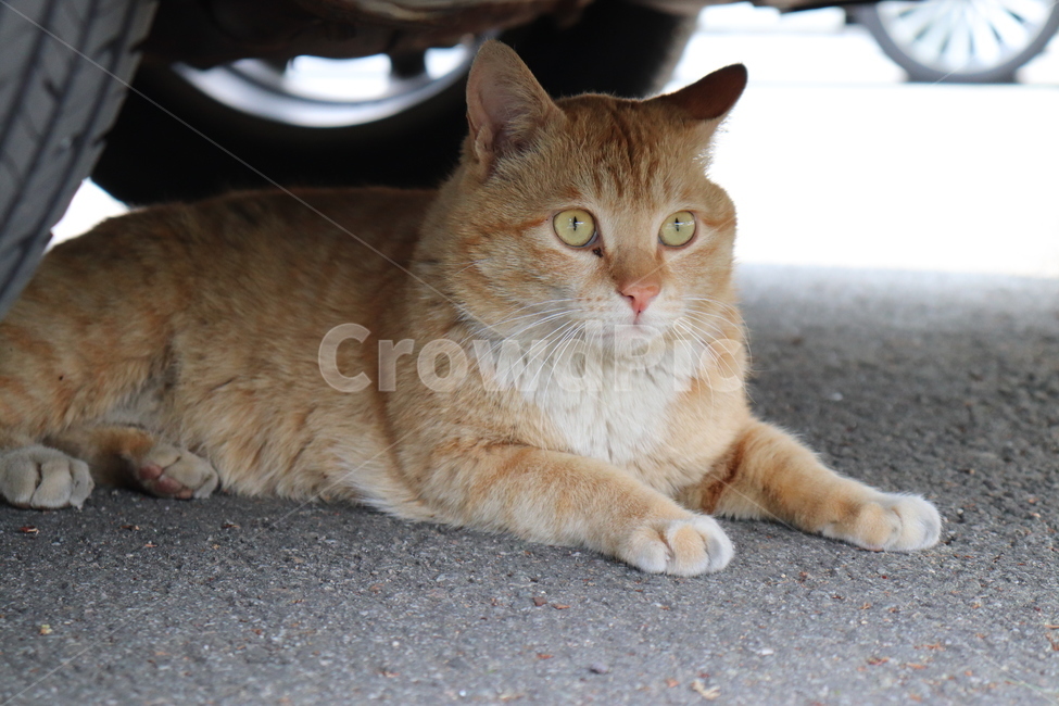 cat,고양이,동물,animal,길냥이,pet,스핑크스,멍,노랑이,동물,animal,포유류,mammal,고양이,cat,kitten,kitty