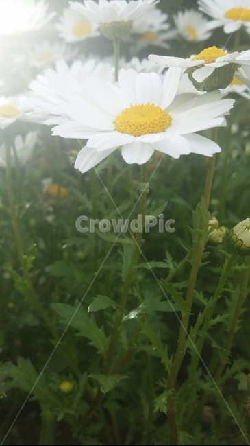 구절초,꽃,자연,감성,flower