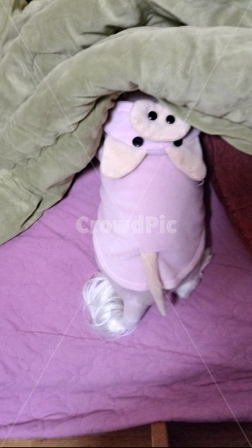 강아지,댕댕이,말티즈,뒷모습,꼬리,강아지옷,개,마르티스,마르티즈,동물,animal,pet,dog,cuty,nature,자연,동물,animal,포유류,mammal,개,강아지,dog,doggy