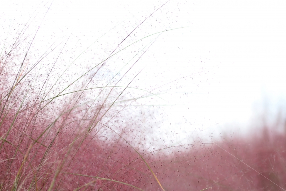 감성사진,가을,핑크뮬리,분홍억새,식물,자연,꽃,가을,계절,fall,autumn,season,식물,자연,plants,nature,감성,sensible,feeling,plant