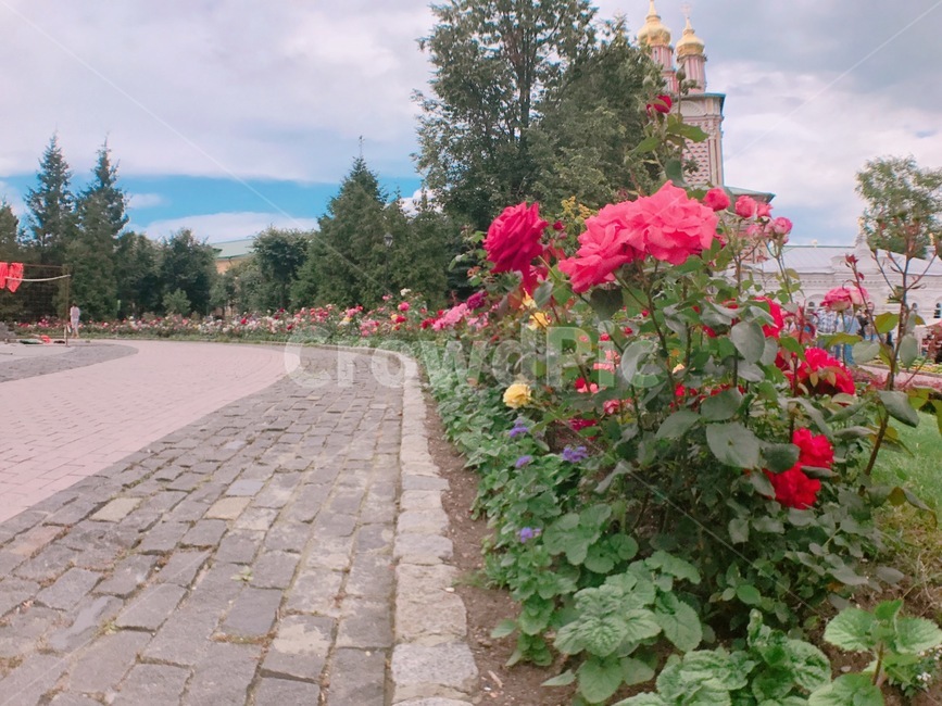 장미,장미꽃,꽃,러시아,꽃길,rose,flower,식물,자연,plants,nature,꽃,flower