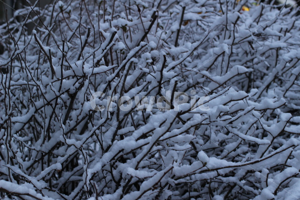겨울나무,눈꽃,눈내린나무,눈꽃나무,눈꽃세상,겨울,계절,winter,season,식물,자연,plants,nature