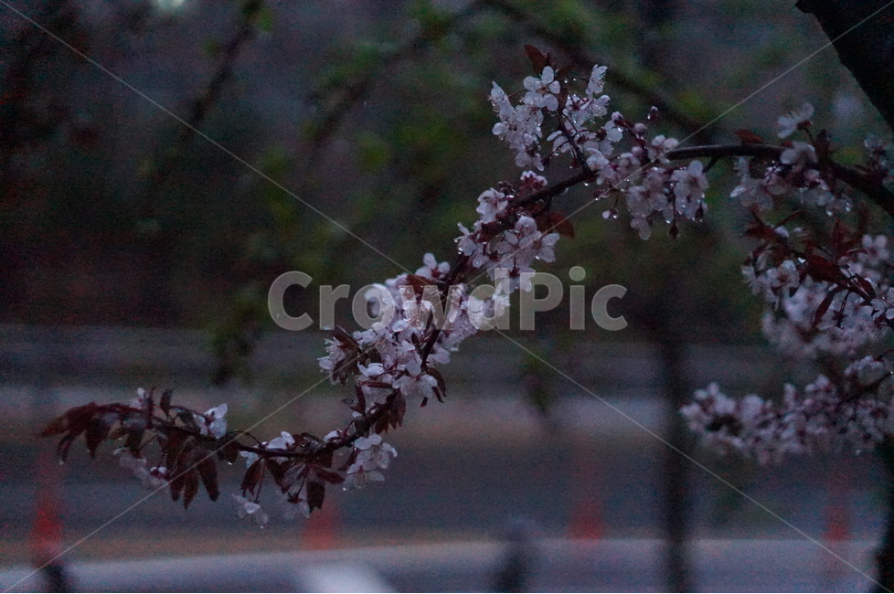 매화꽃,봄,밤,불빛,흰색,봄,계절,spring,season,야경,밤,풍경,nightscape,night,landscape,식물,자연,plants,nature,꽃,flower,비,비오는날,rain,rainy,plant,blossom