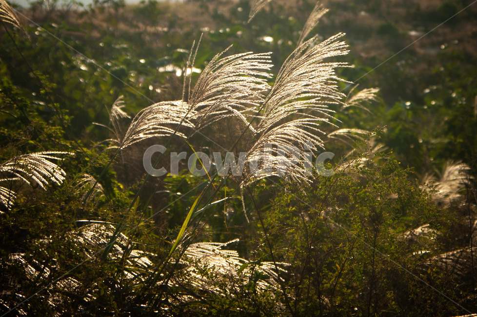 갈대,plant,식물,아침햇살,빛,들,가을,계절,fall,autumn,season,식물,자연,plants,nature