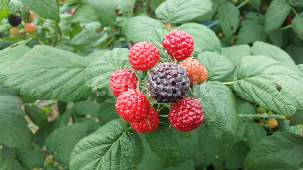 식물,복분자,자연,산딸기,건강,과일,열매,fruit
