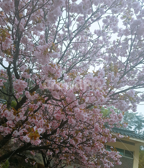 식물,plant,꽃,flower,벚꽃,cherryblossom,blossom,봄,spring