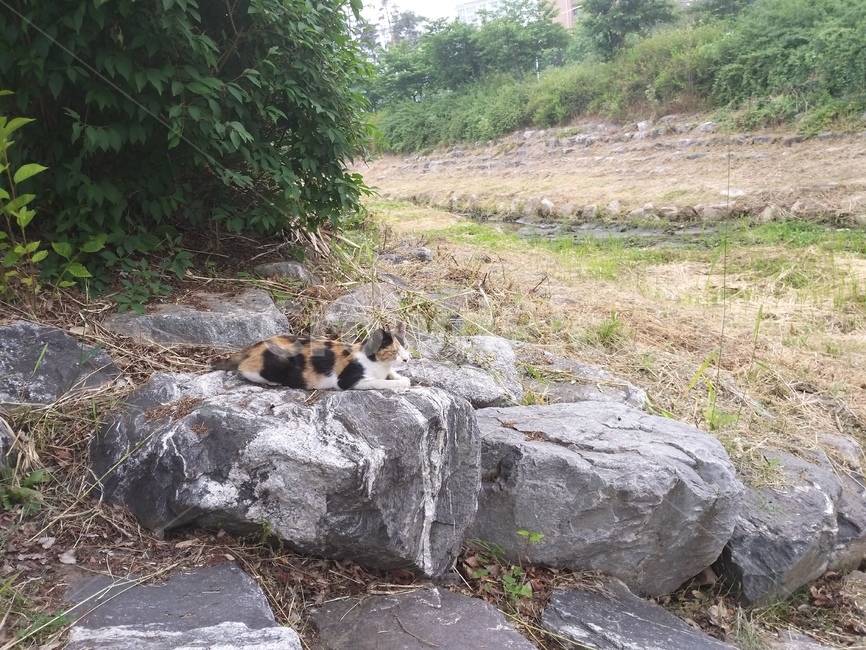 고양이,바위,돌계단,갈색얼룩무늬,내천
