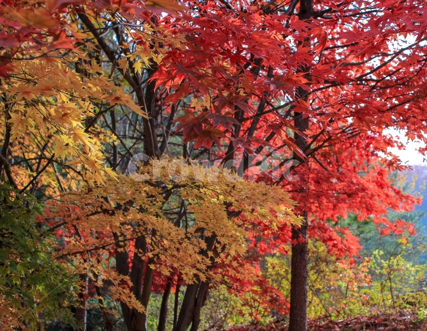 가을,감성,울긋불긋,단풍,낙엽,풍경,나무,단풍잎,자연,가을,계절,fall,autumn,season,식물,자연,plants,nature,나무,trees,wood,plant,leaf,잎,tree,maple