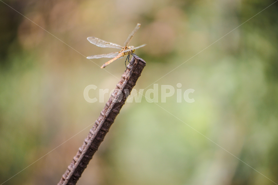 잠자리,철근,숲잠자리,곤충,dragonfly,동물,animal,곤충,벌레,insect,bug