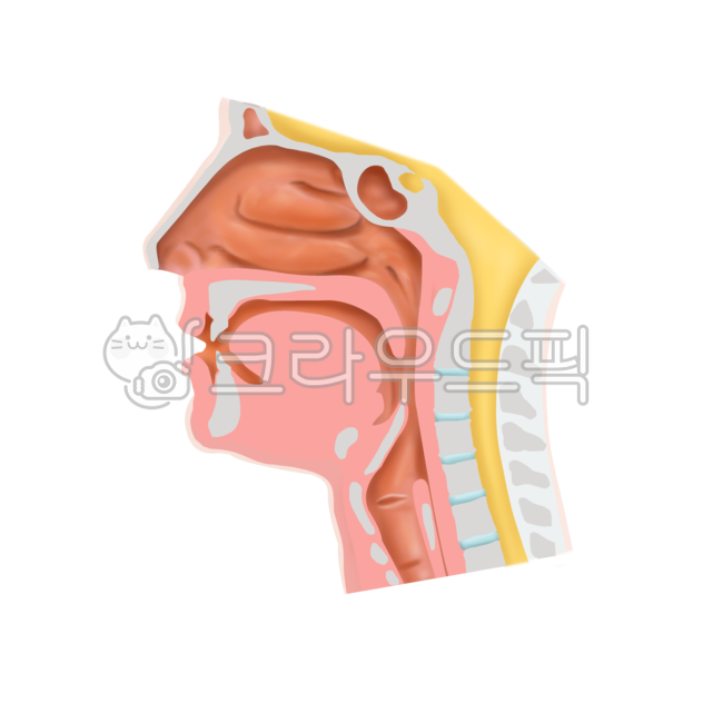 질환,메디컬,일러스트,설명,비강구조,해부학,정상,의료,의학,병원,medical,hospital,clinic