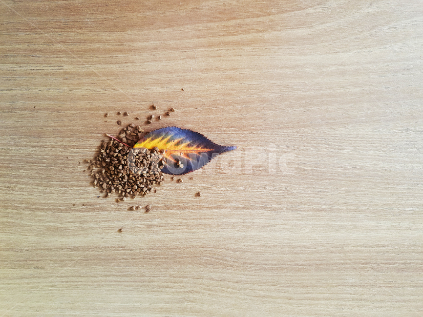 단풍,낙엽,나무잎,커피,나무,잎,leaf,coffee,wood,woody,fallenleaves,maple,가을,분위기,나뭇잎,배경,가을,계절,fall,autumn,season,식물,자연,plants,nature