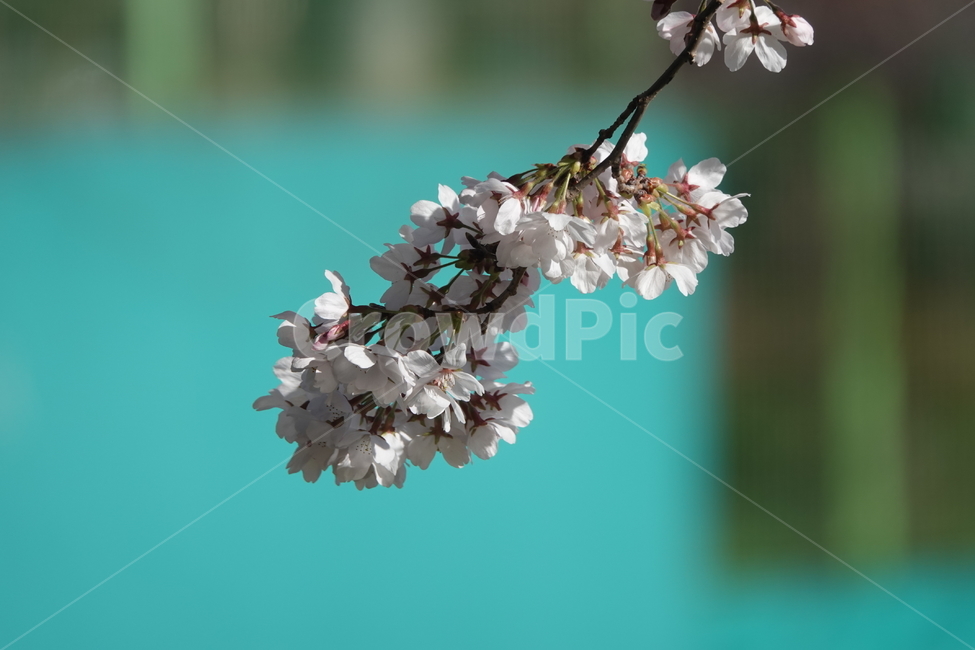 plant,식물,blossom,flower,꽃,식물,자연,plants,nature,꽃,flower