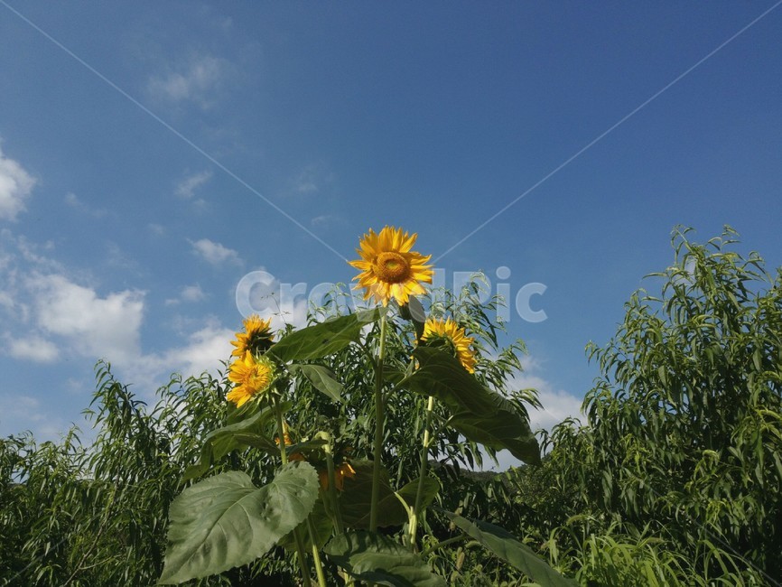하늘,해바라기,자연,식물,구름,감성사진,햇빛,식물,자연,plants,nature,꽃,flower