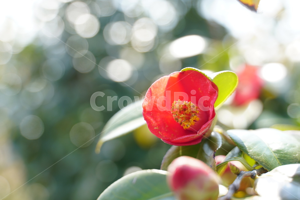 오동도,반영,섬,봄,동백꽃,식물,자연,plants,nature,꽃,flower