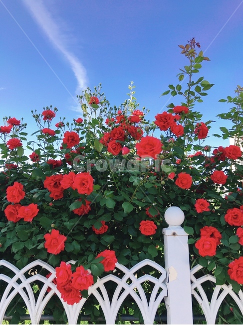 꽃,flower,장미,담장,하늘,자연,식물,자연,plants,nature,꽃,flower