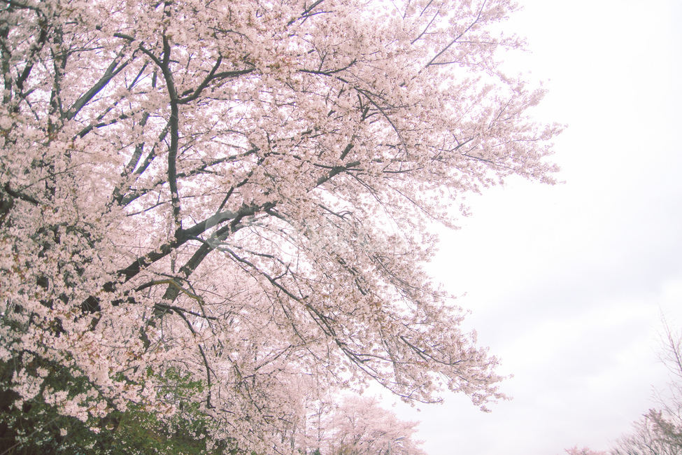 벚꽃,큰벚꽃,이쁜벚꽃,봄,봄꽃놀이,핑크,꽃,봄,계절,spring,season