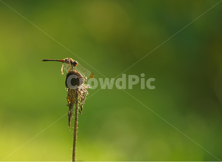 잠자리,곤충,겹눈,꽃대,야생,자연,날개,식물,자연,plants,nature,동물,animal,곤충,벌레,insect,bug